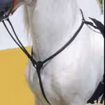 PECHOPETRAL CON TIJERILLAS VAQUERO KAMELL