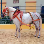 ENGANCHE CALESERA DOBLE PREMIUM